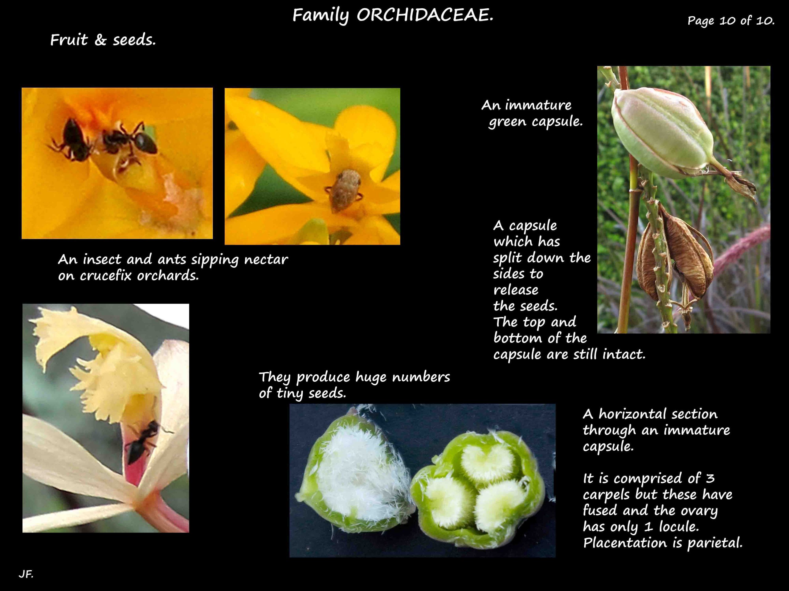 10 Orchid fruit & seeds